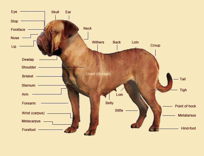 About the Breed - Red dawg bordeauxs
